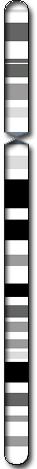 Chromosome 10