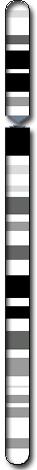 Chromosome 12