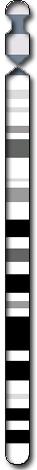 Chromosome 13