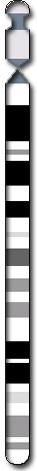 Chromosome 14