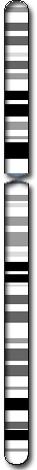 Chromosome 2