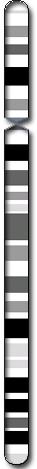 Chromosome 4