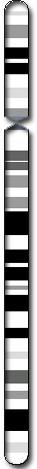 Chromosome 5