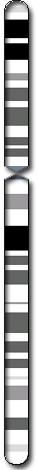 Chromosome 7