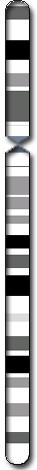 Chromosome 8