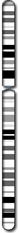 Chromosome 2