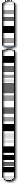 Chromosome 4